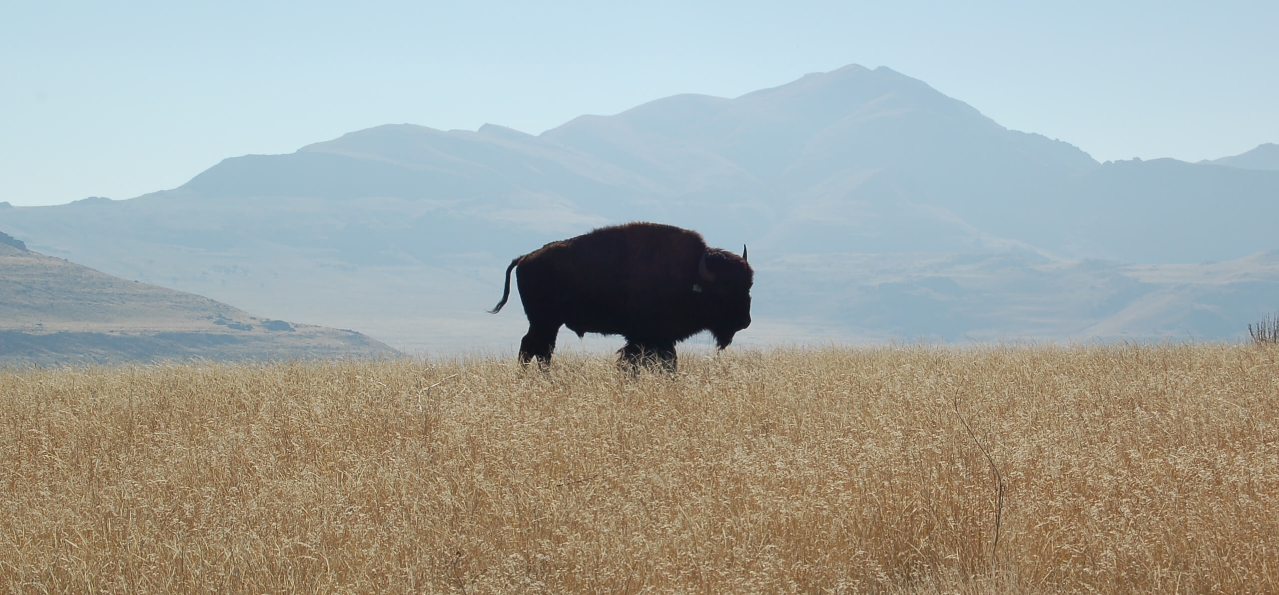 lone bison in a prairie