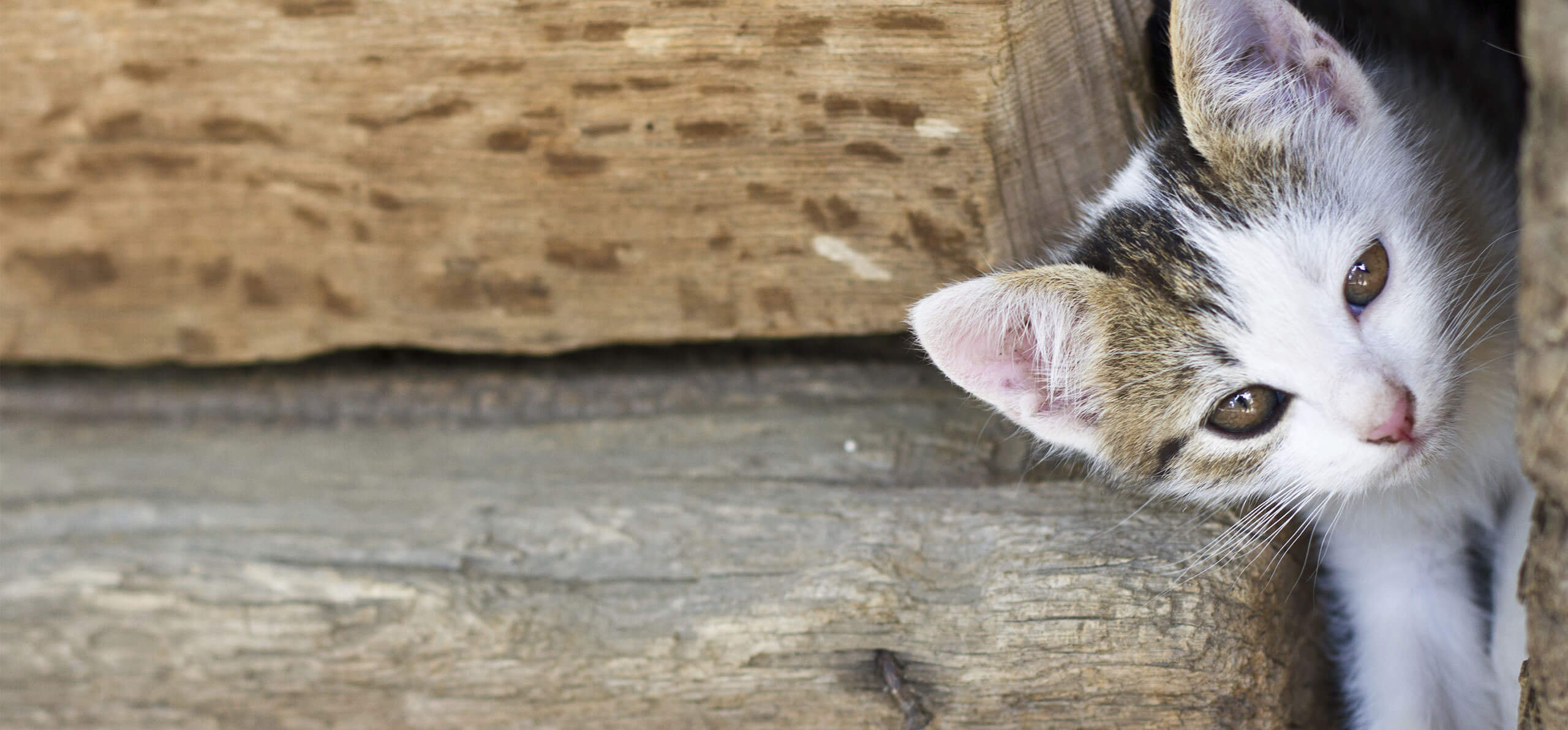 How much should an shop 11 week old kitten eat