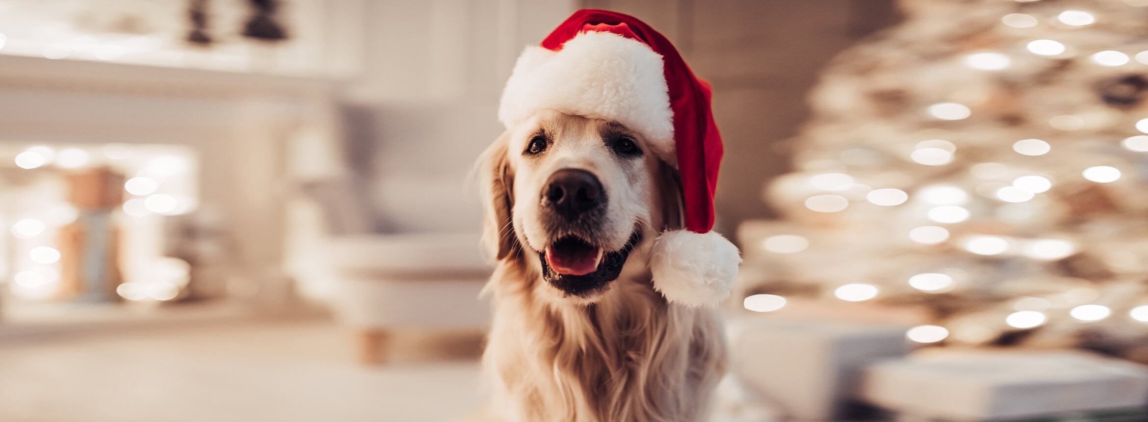 dog wearing Santa hat in living room with Christmas decorations