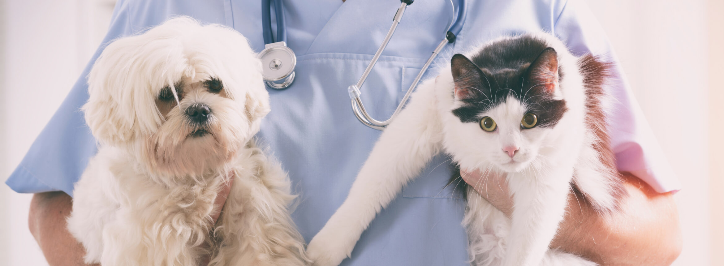 vet holding a dog and a cat