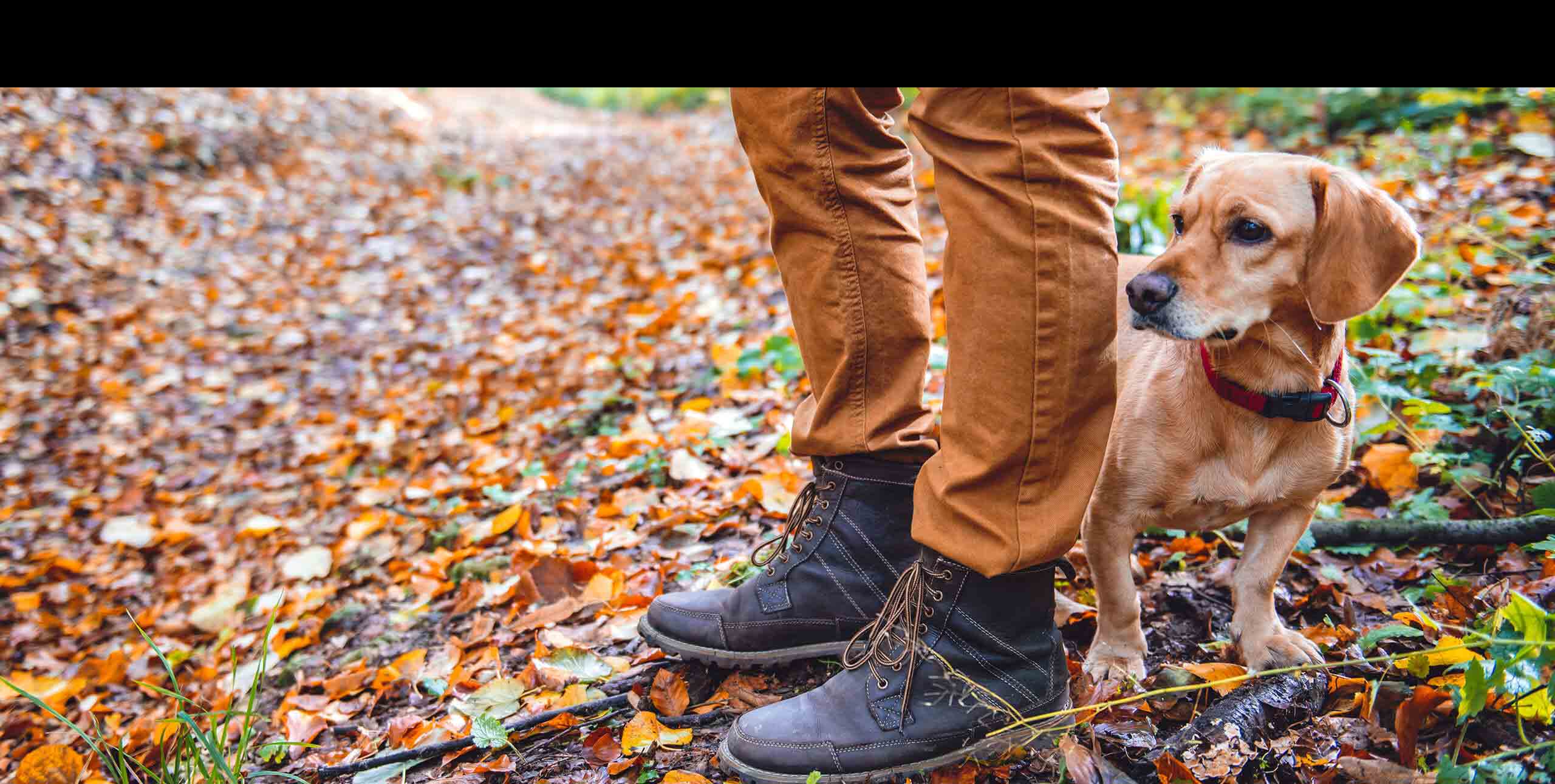 dog standing behind owner on a forest trail