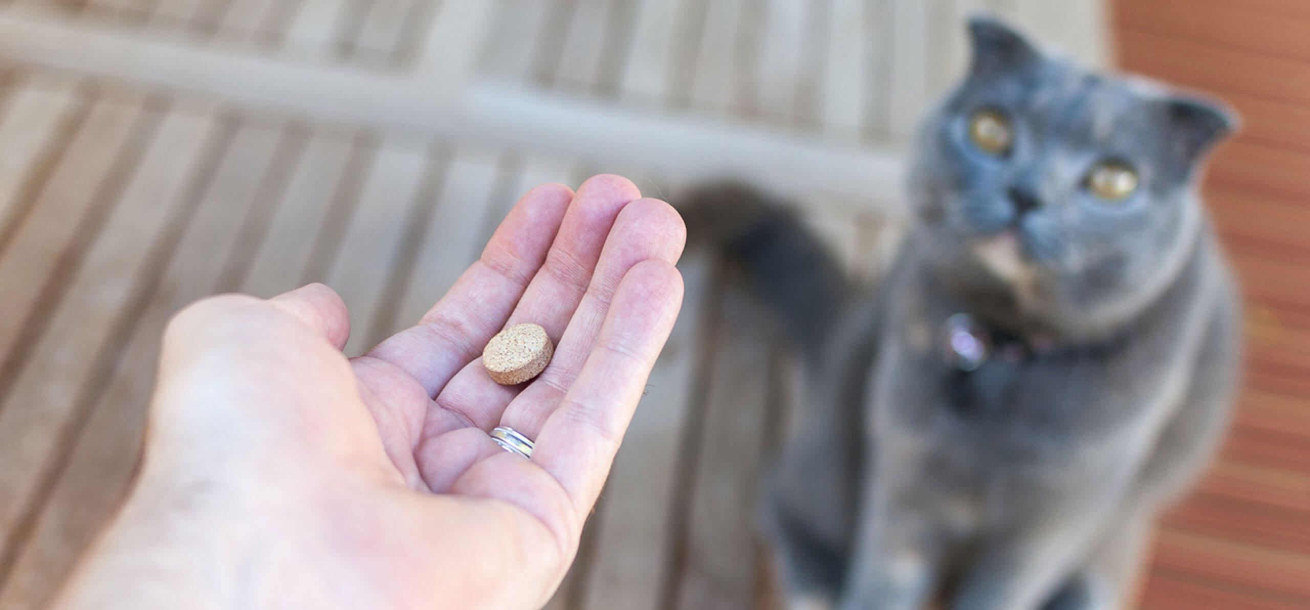 owner holding a pill in front of cat