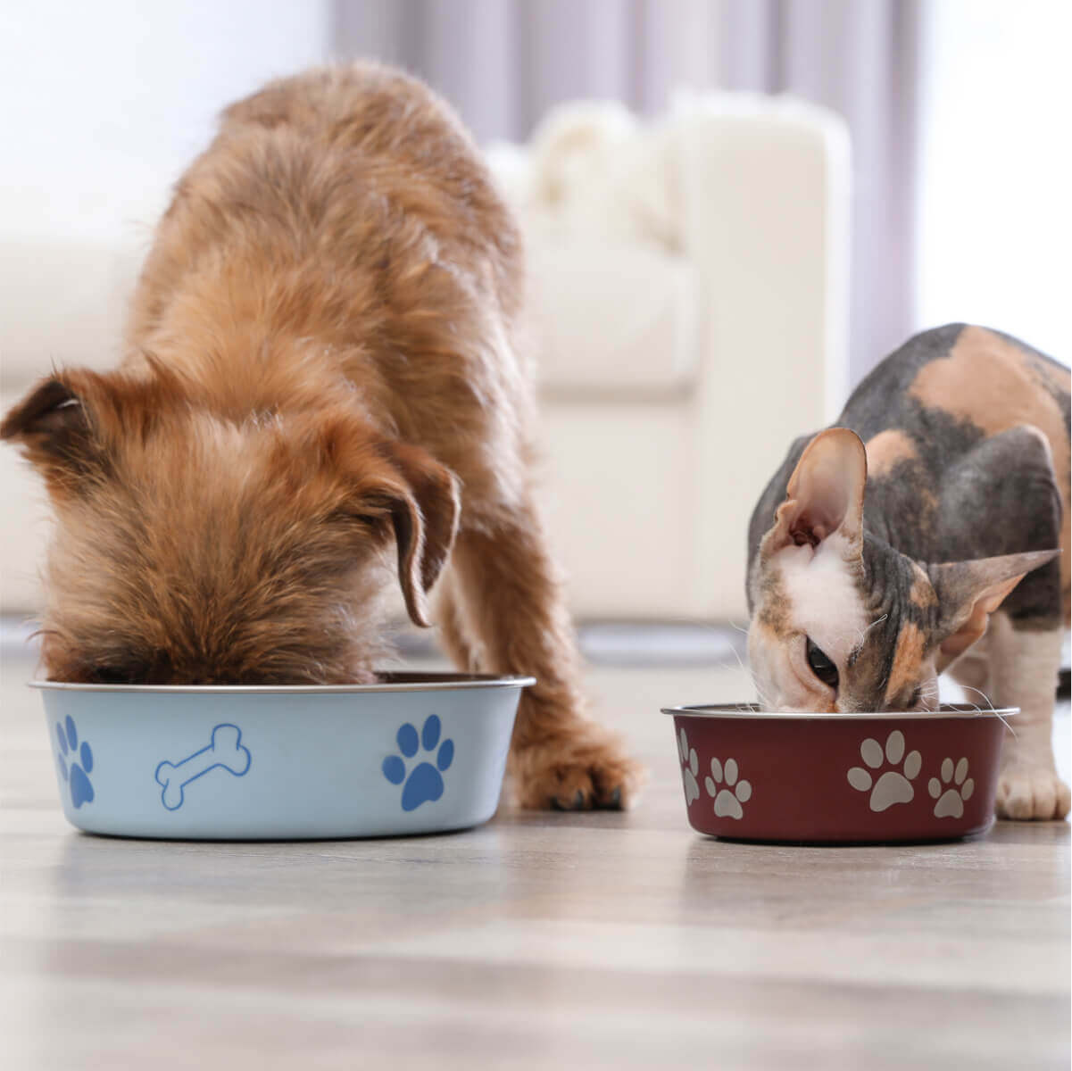 Two dogs and a cat happily eating from their bowls, enjoying their mealtime together.