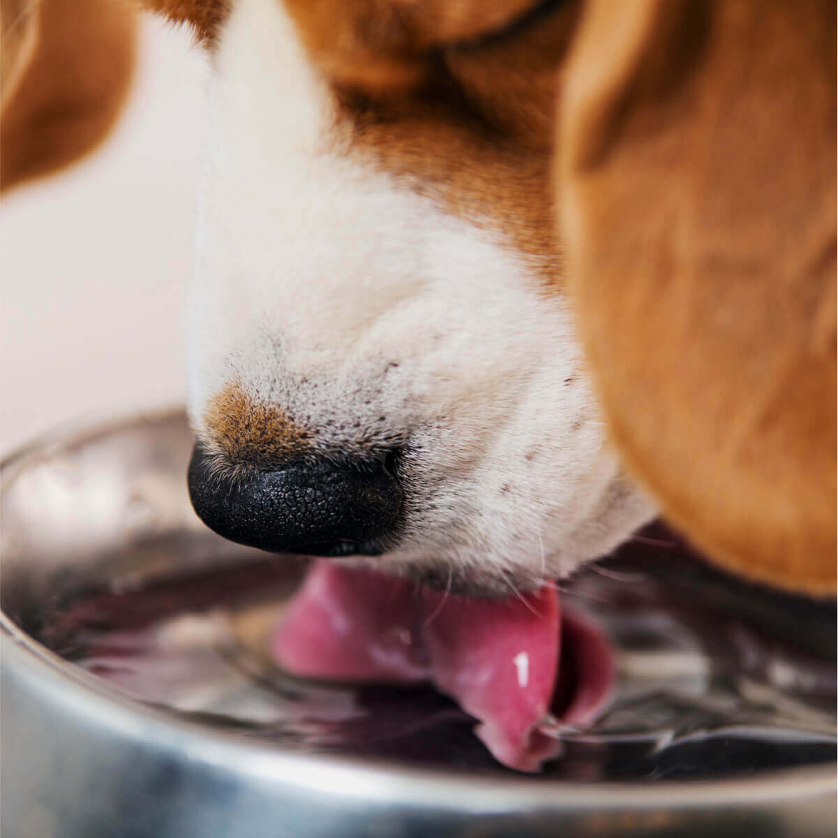 A thirsty pup quenches its thirst from a shiny metal bowl, lapping up refreshing water with delight.