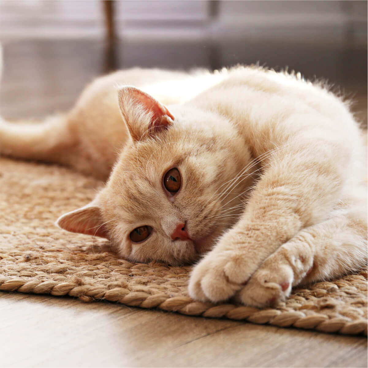 A cozy cat lounging on a soft rug, enjoying a peaceful nap in the comfort of its surroundings.