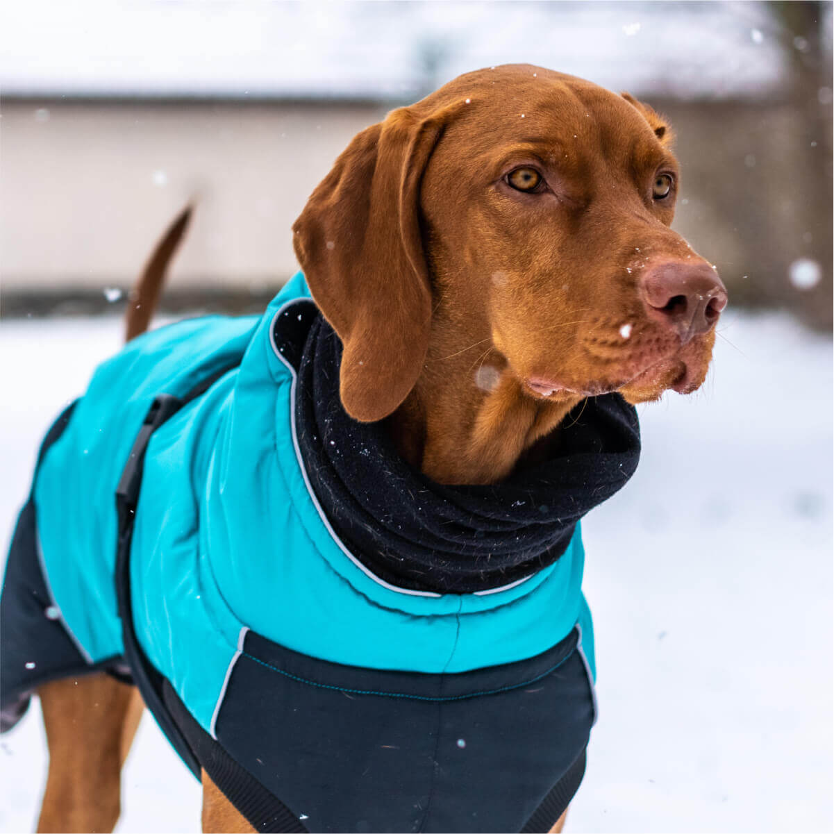 A cute dog in a stylish blue jacket enjoying the snowy weather.