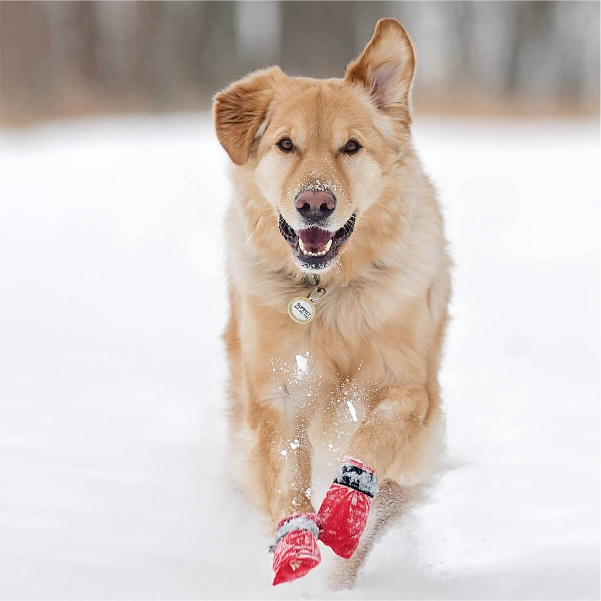 Cold Safety - With boundless energy, a golden retriever races through the snowy terrain, its feet adorned in eye-catching red shoes for a touch of flair.