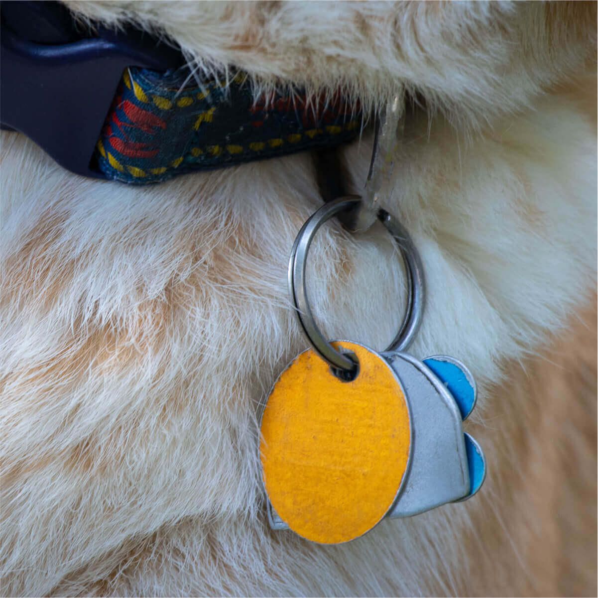 Collar and Chip - A cheerful dog wearing a collar with a vibrant yellow and blue tag, making it easy to spot in a crowd.
