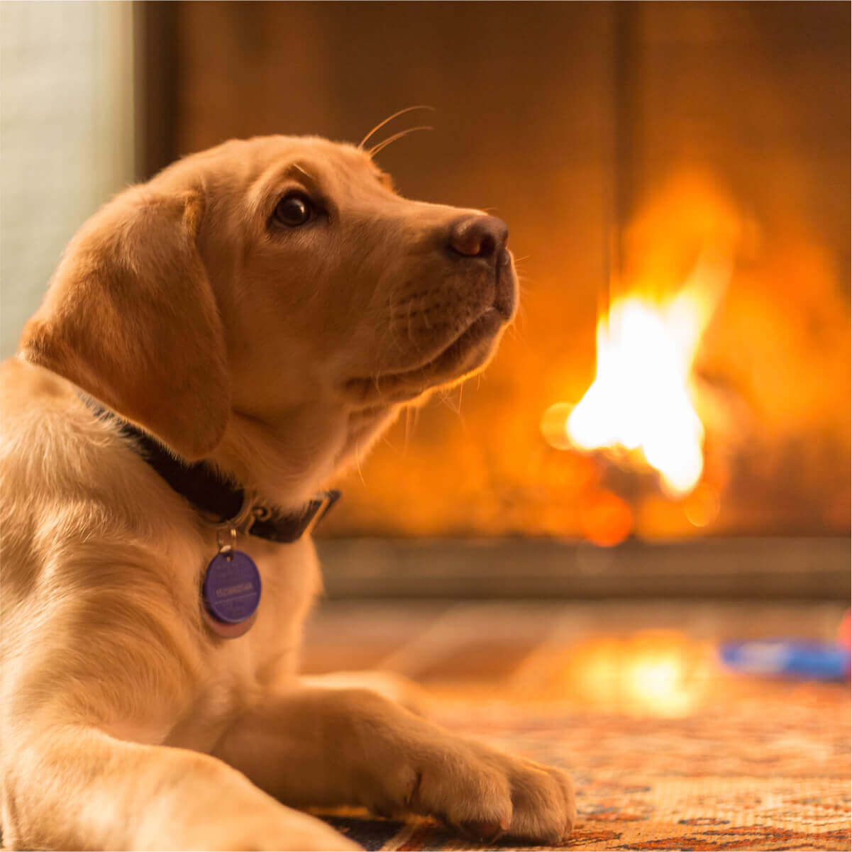 Space heaters and fires - A furry friend lounging on a rug, captivated by the crackling flames of a fireplace. The perfect spot for relaxation and warmth.