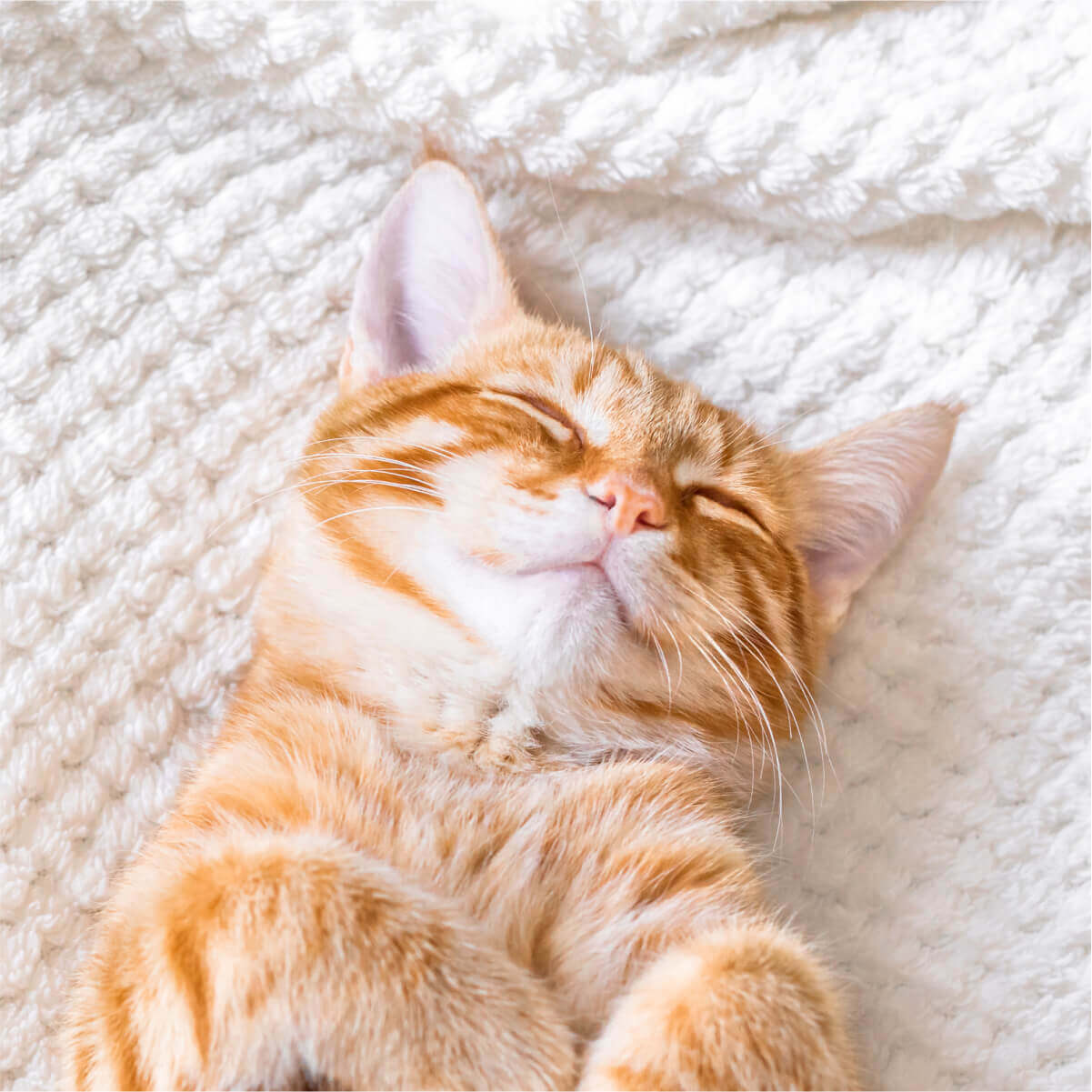 Choices of warm sleeping - A cozy orange tabby cat peacefully dozes off on a soft white blanket, enjoying a peaceful nap.
