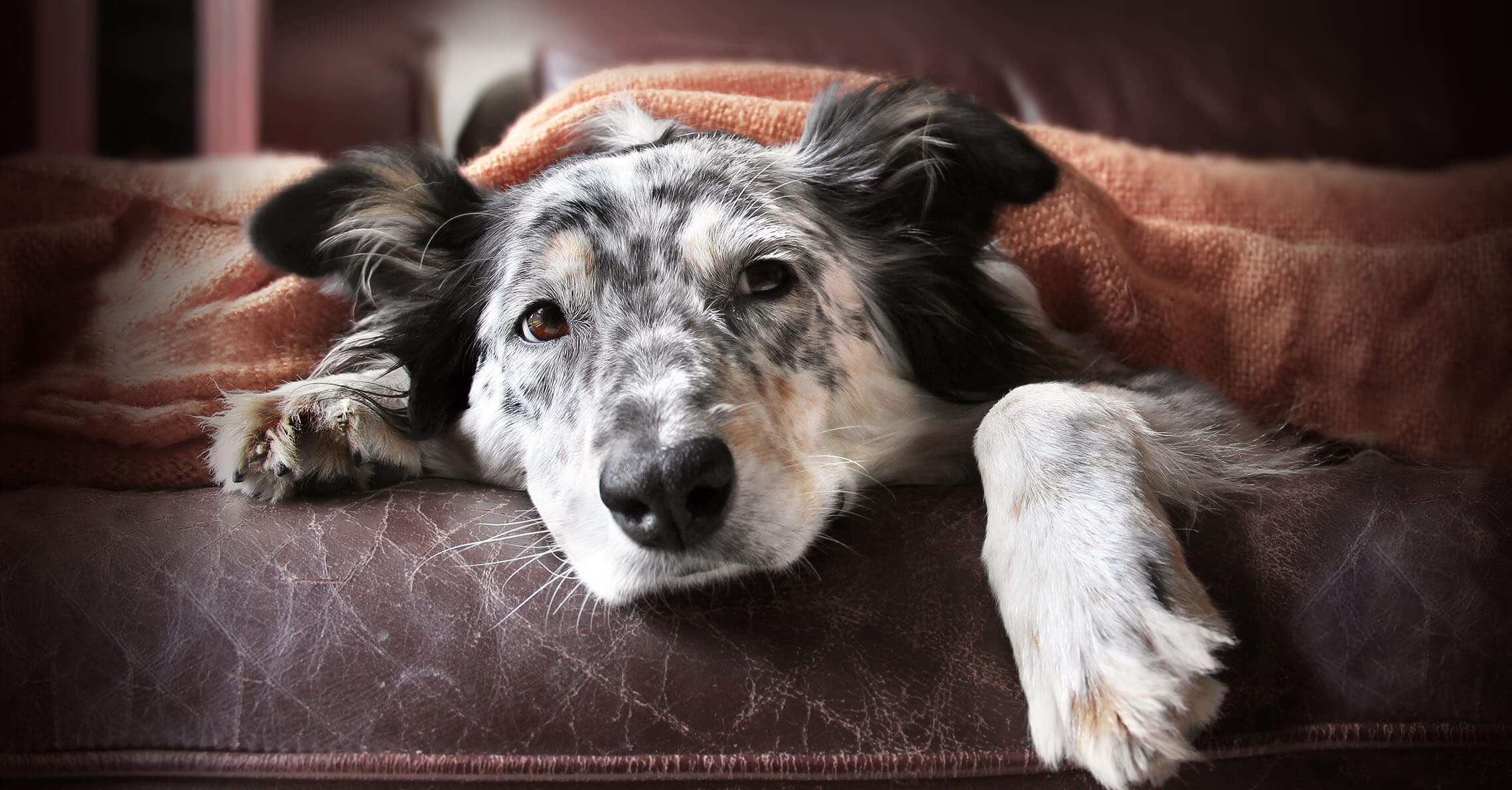 What to do when dogs best sale have colds