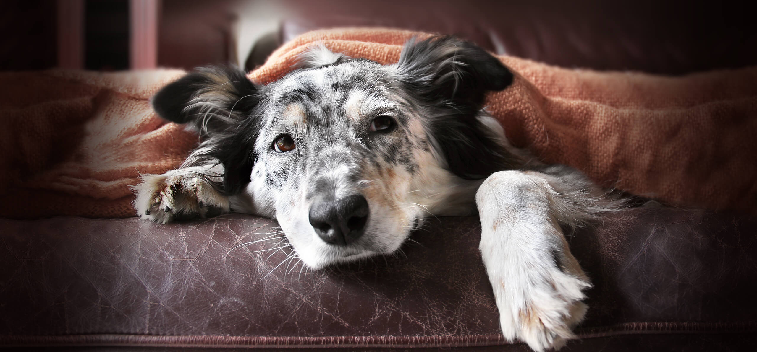 sick dog under the blankets
