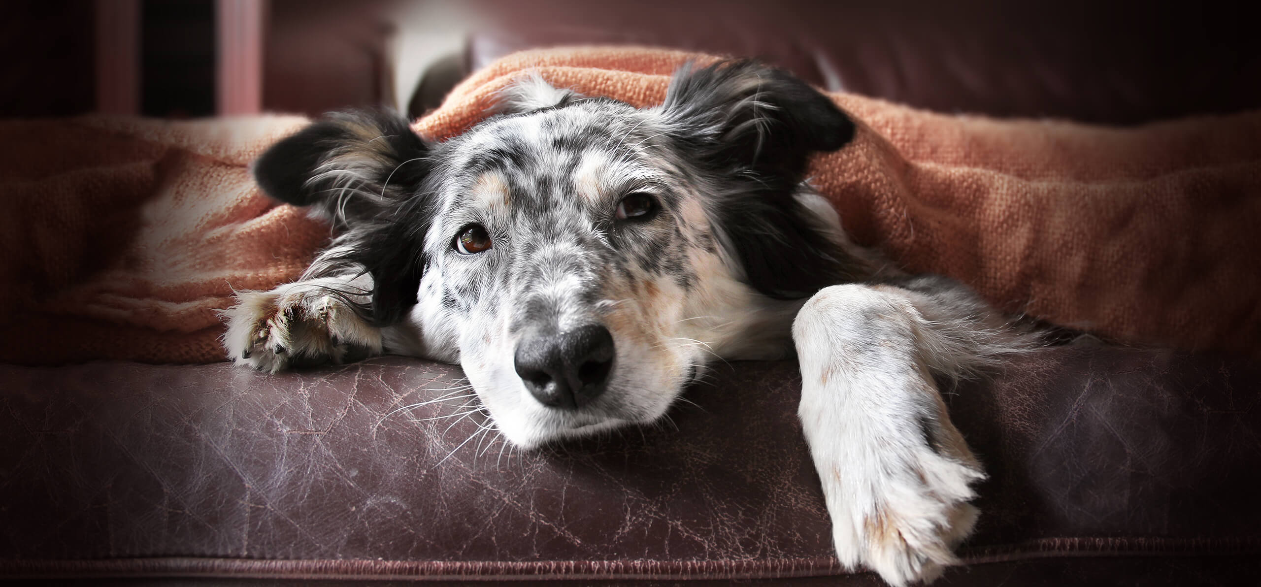 is a dogs nose supposed to be cold