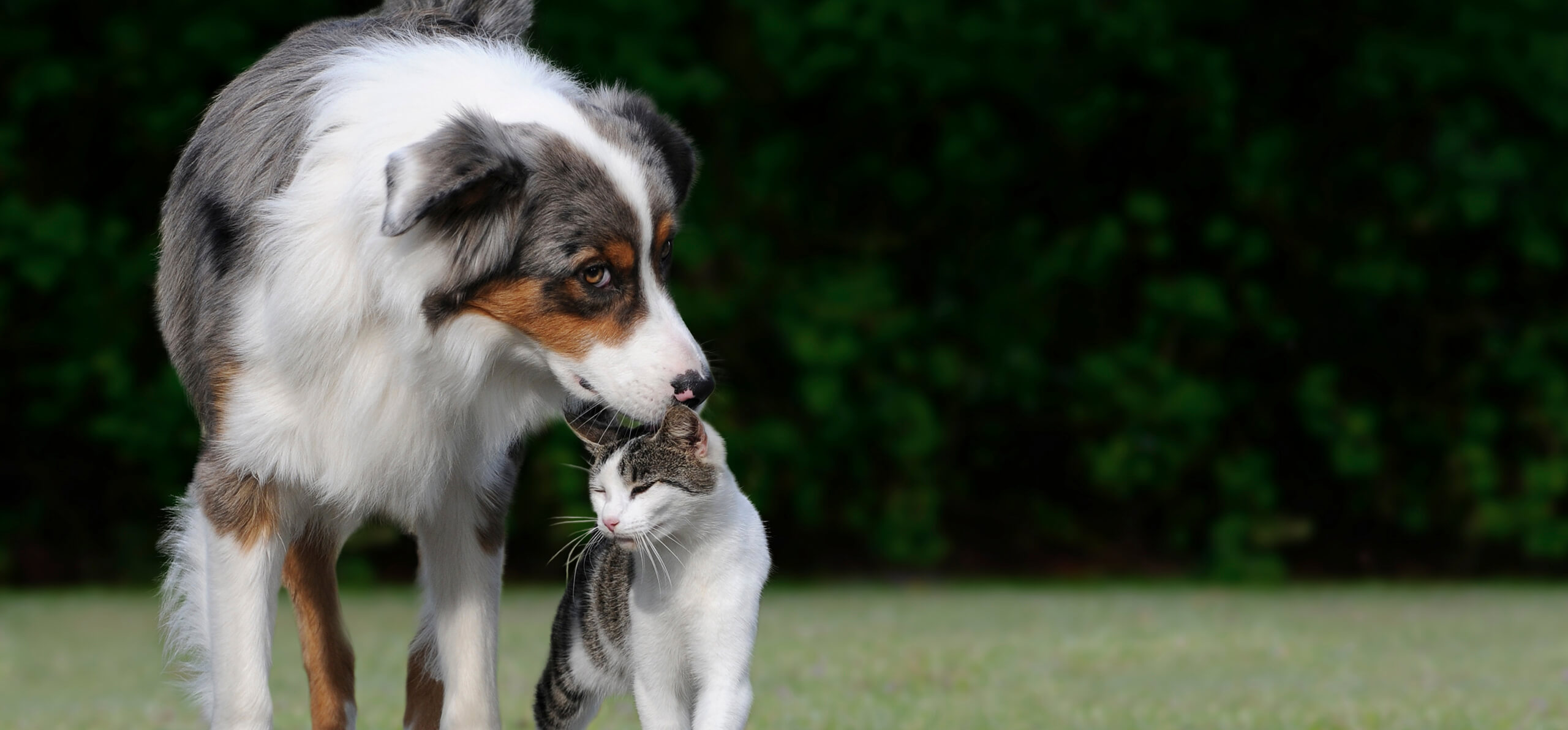 large dog licking the top of a cats head