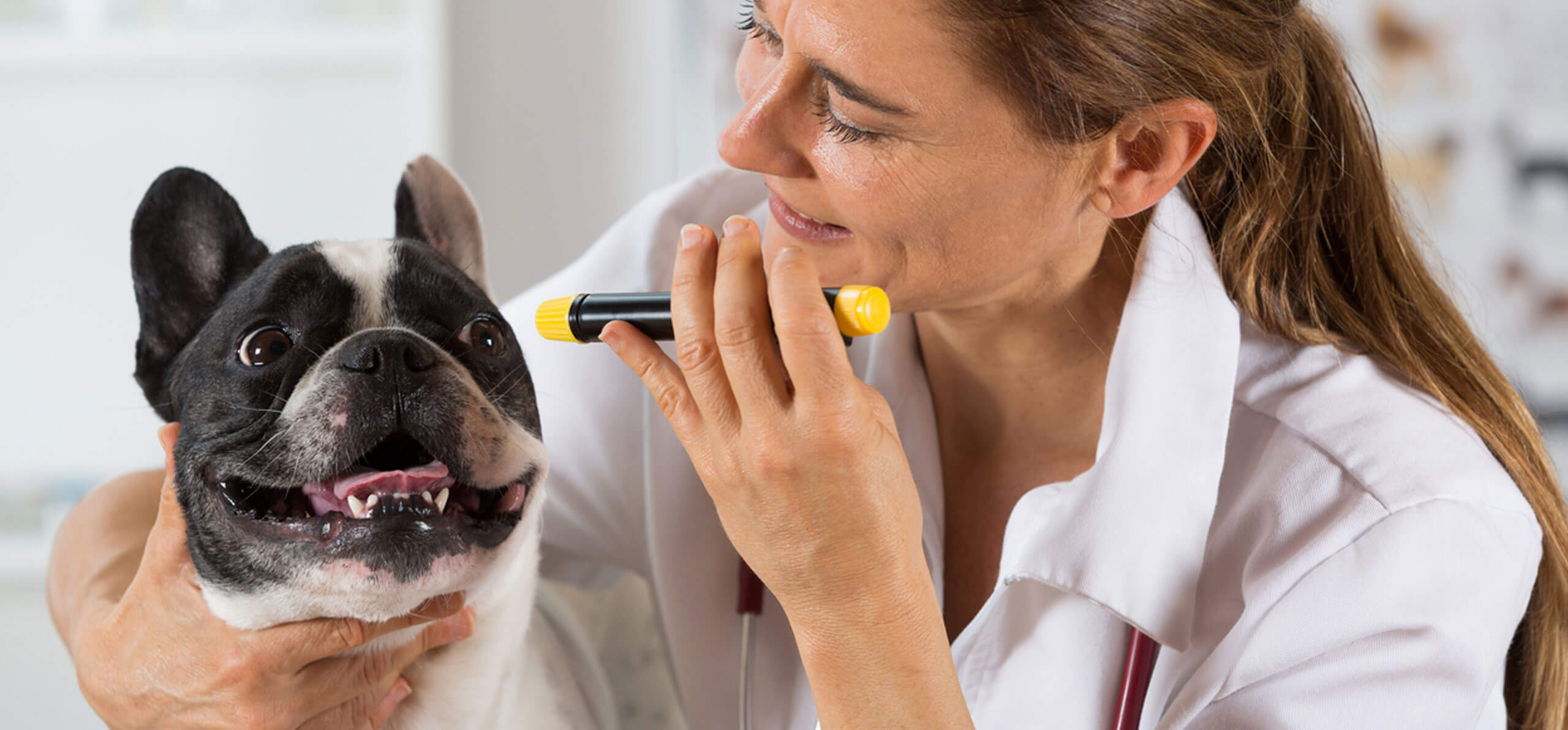 vet pointing flashlight into the eyes of a dog