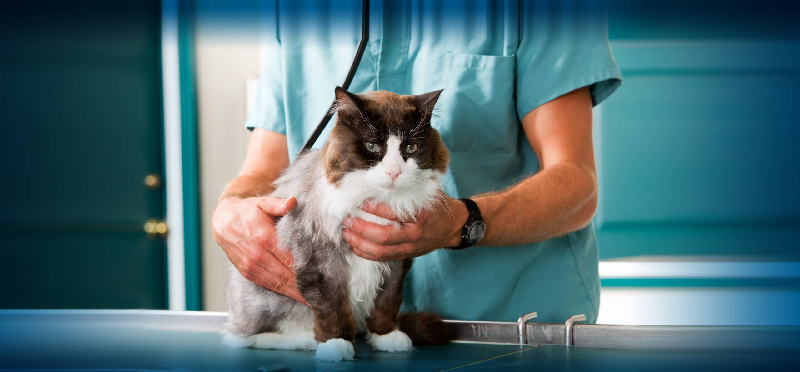 vet checking out cat