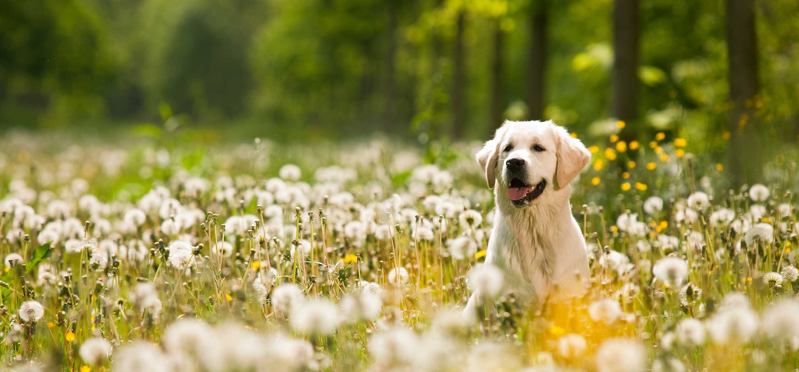 white lab smiling within a field of tall dandelions
