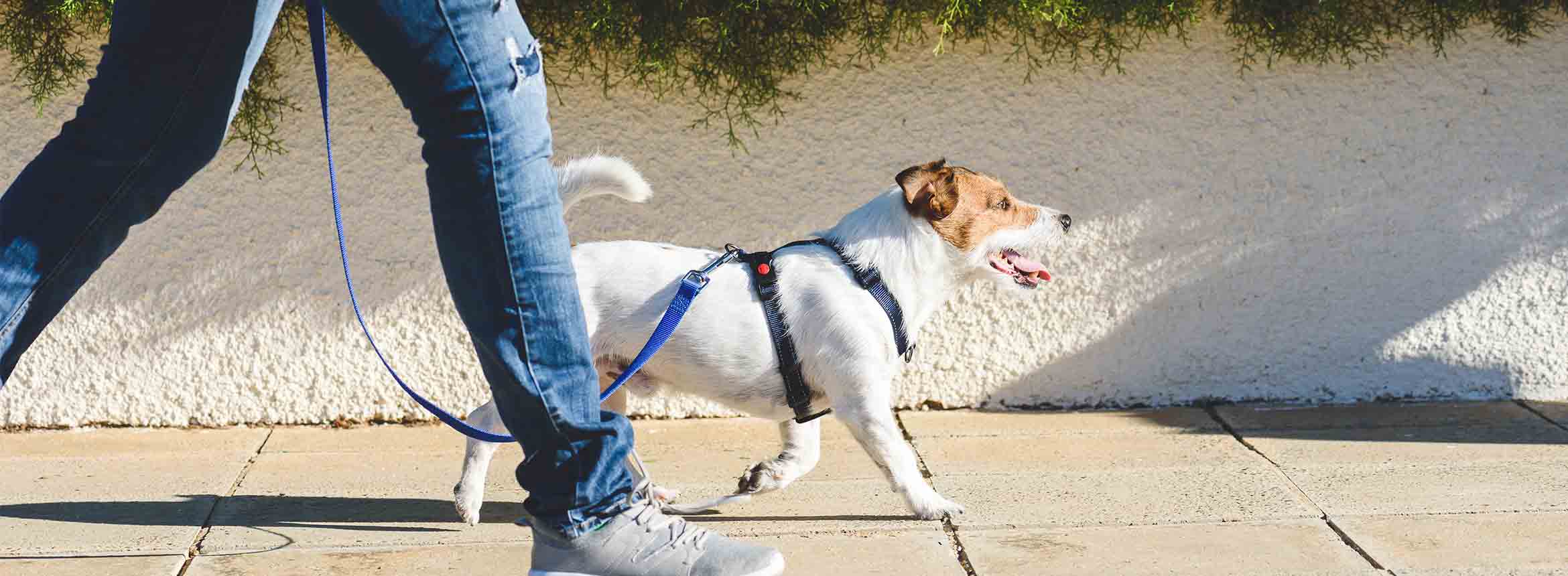 person walking white and brown dog