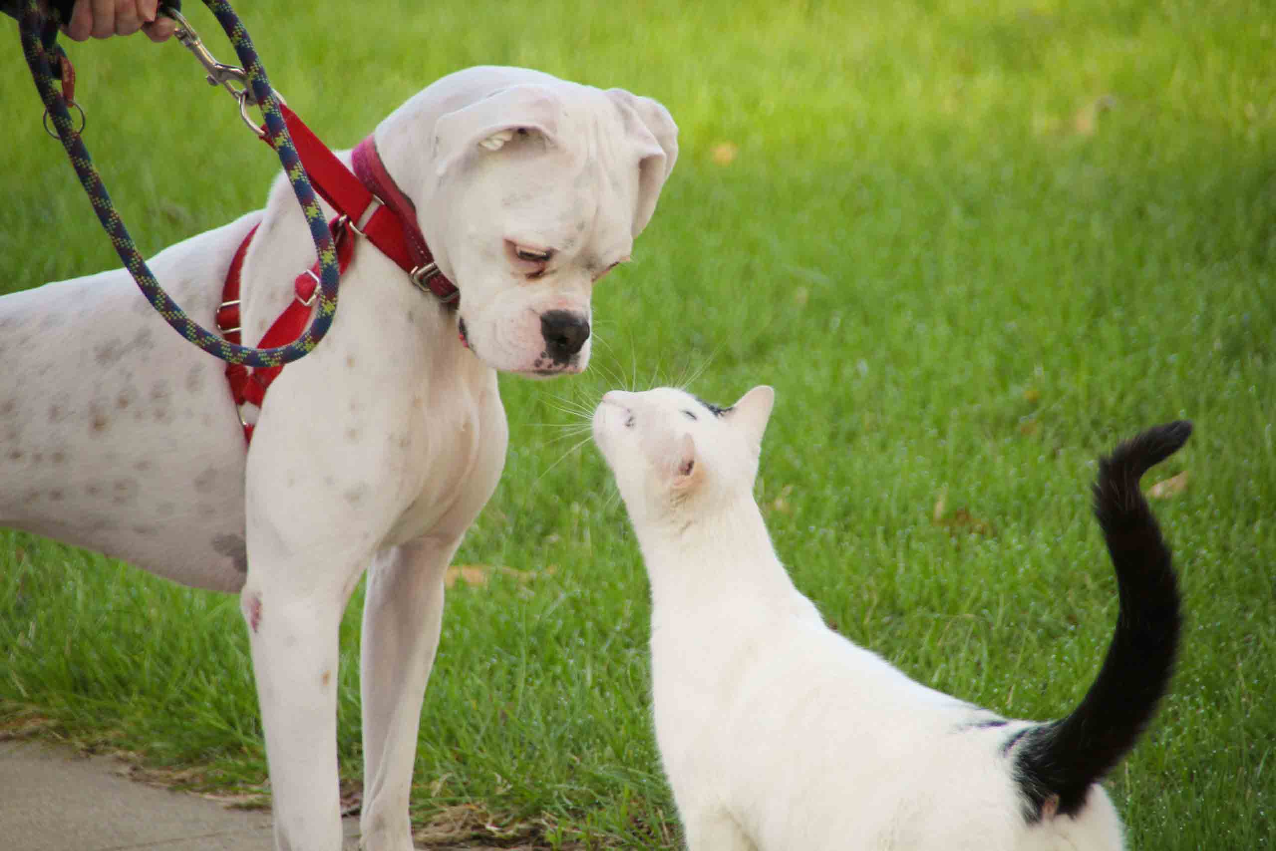leashed dog interacting with cat