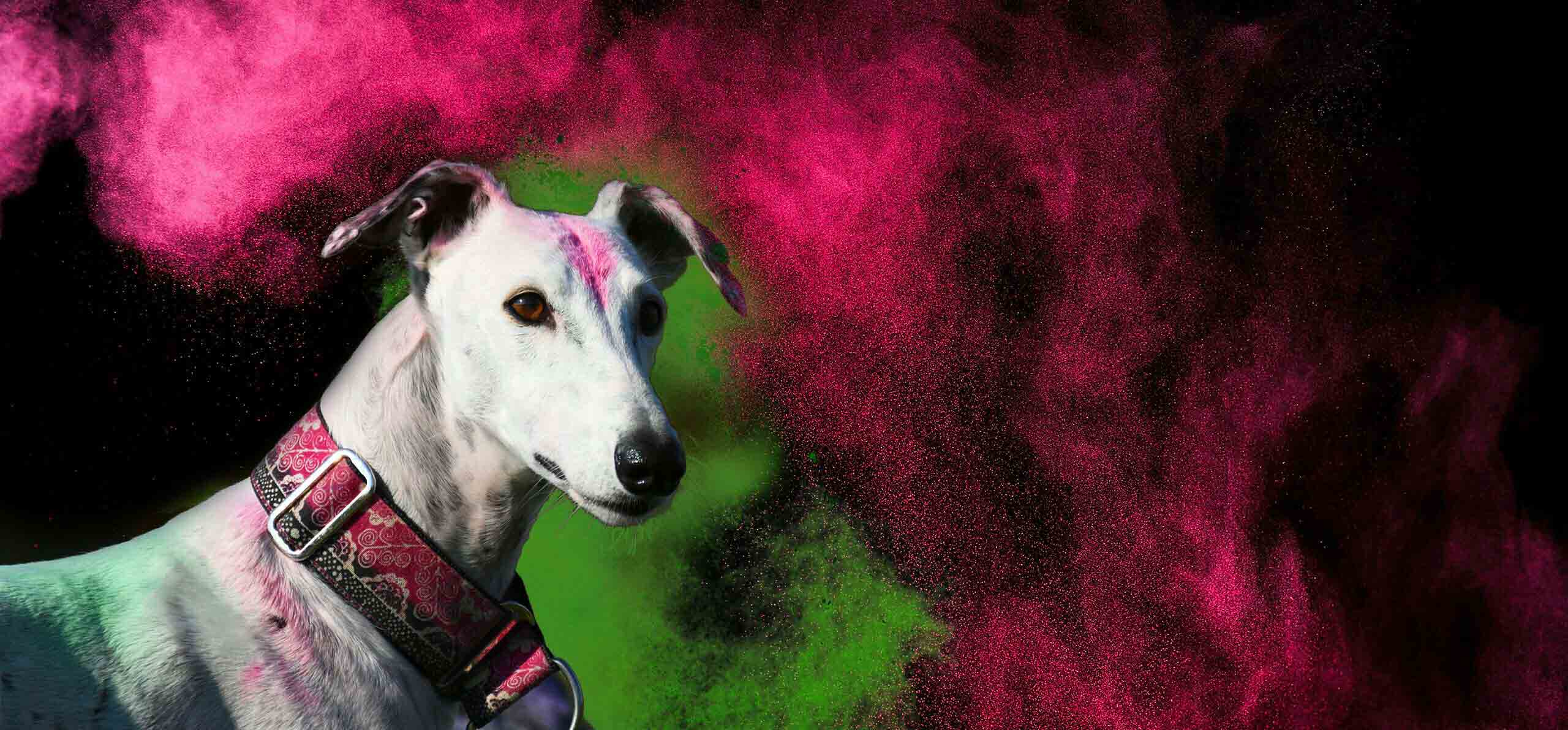 dog with green and pink holi surrounding it