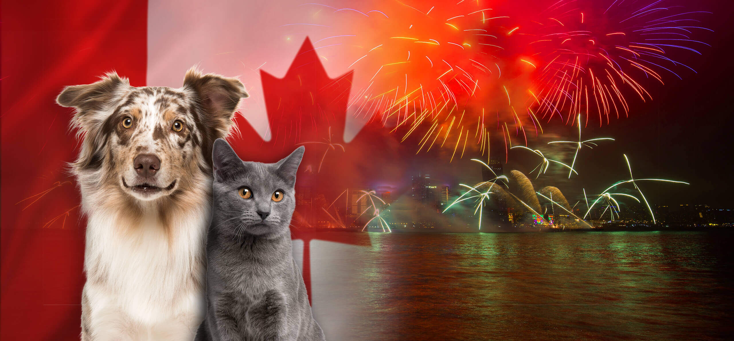 dog and cat with a canadian flag background
