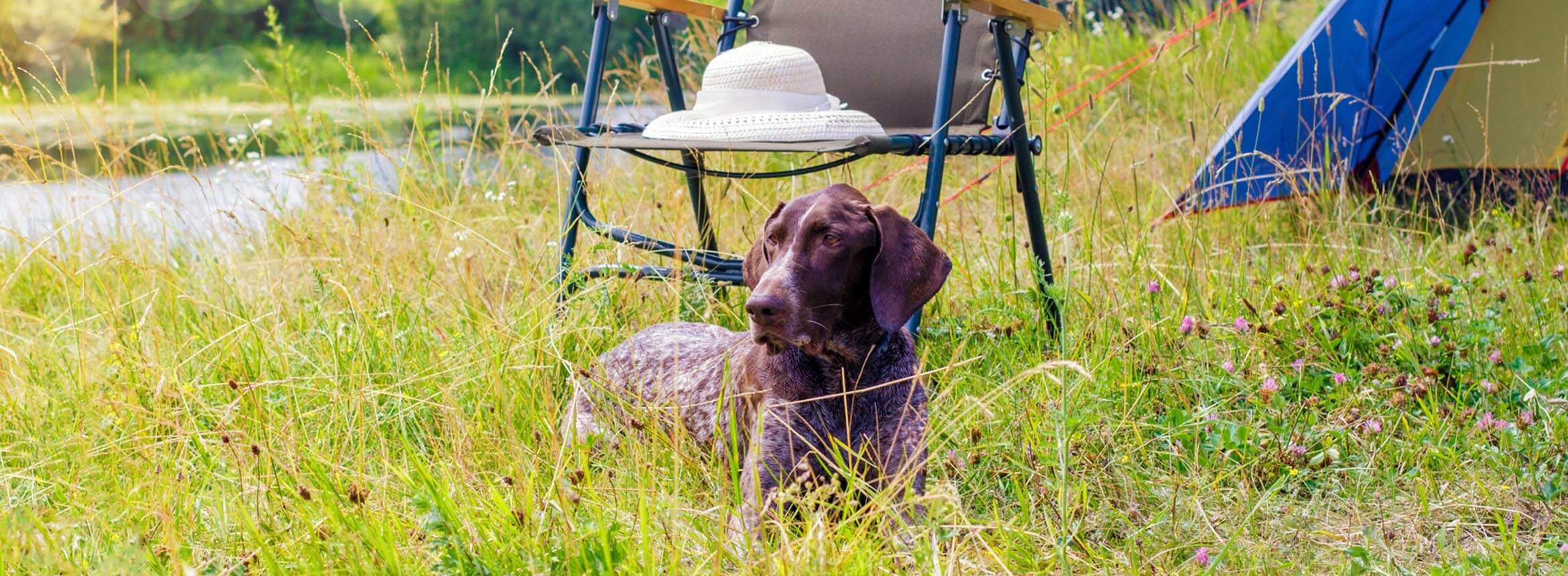 image of dog in field with a lawn chair