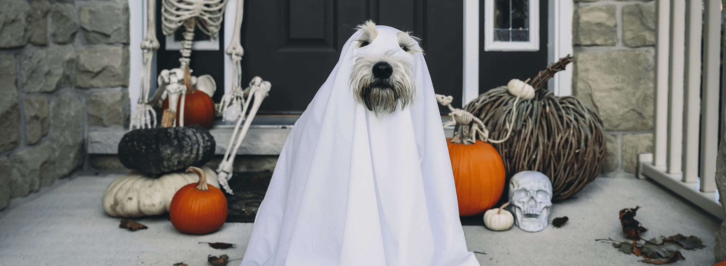 image of dog in halloween ghost costume