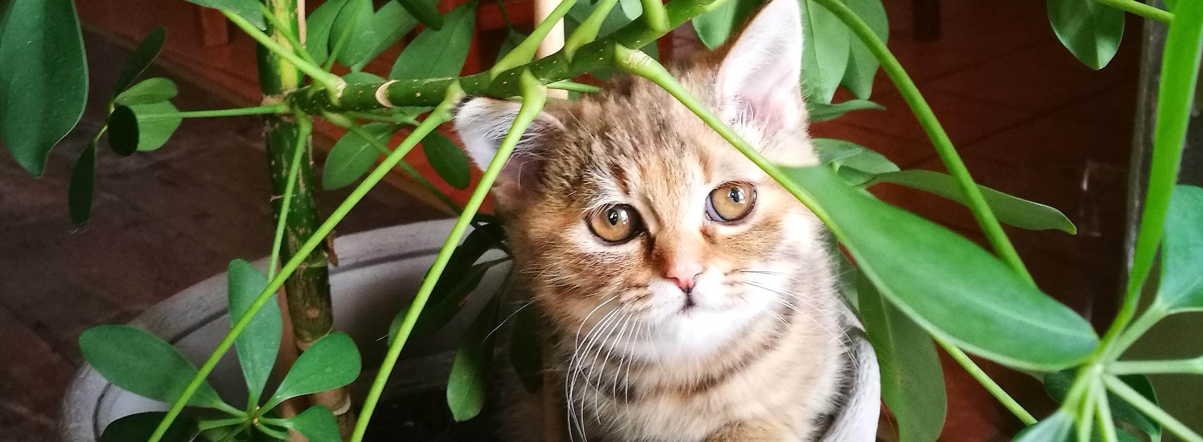 image of cat in potted plant
