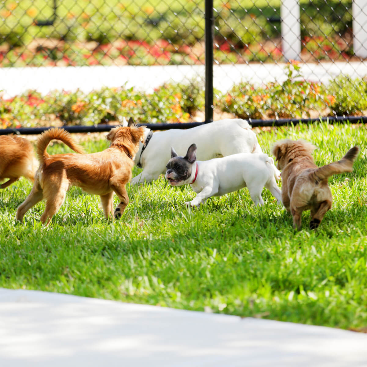 Doggy daycare - Dogs playing in the park