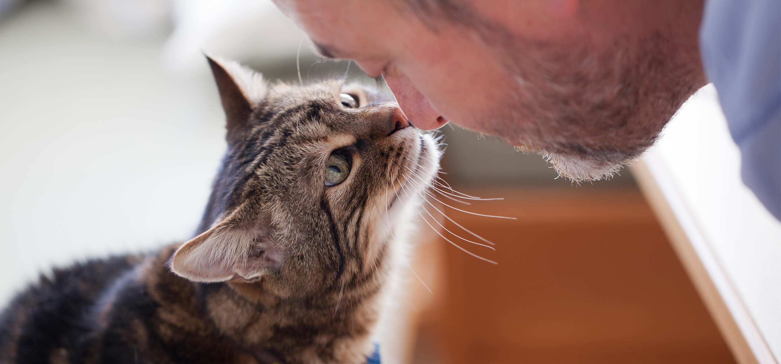 cat and owner touching noses