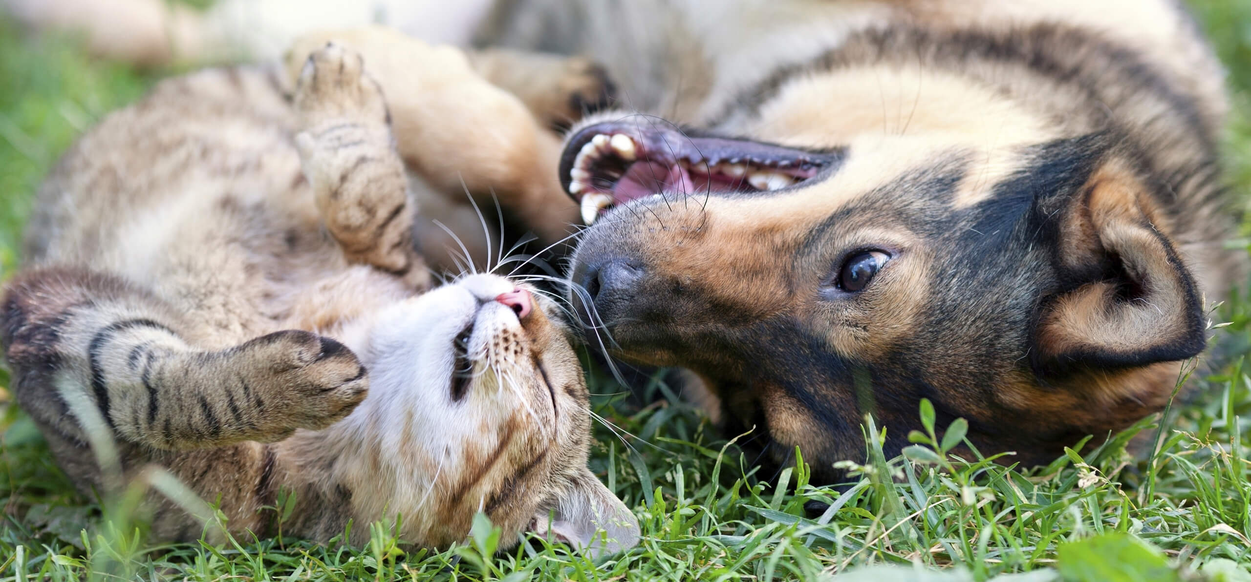 cat and dog laying upside down smiling at each other