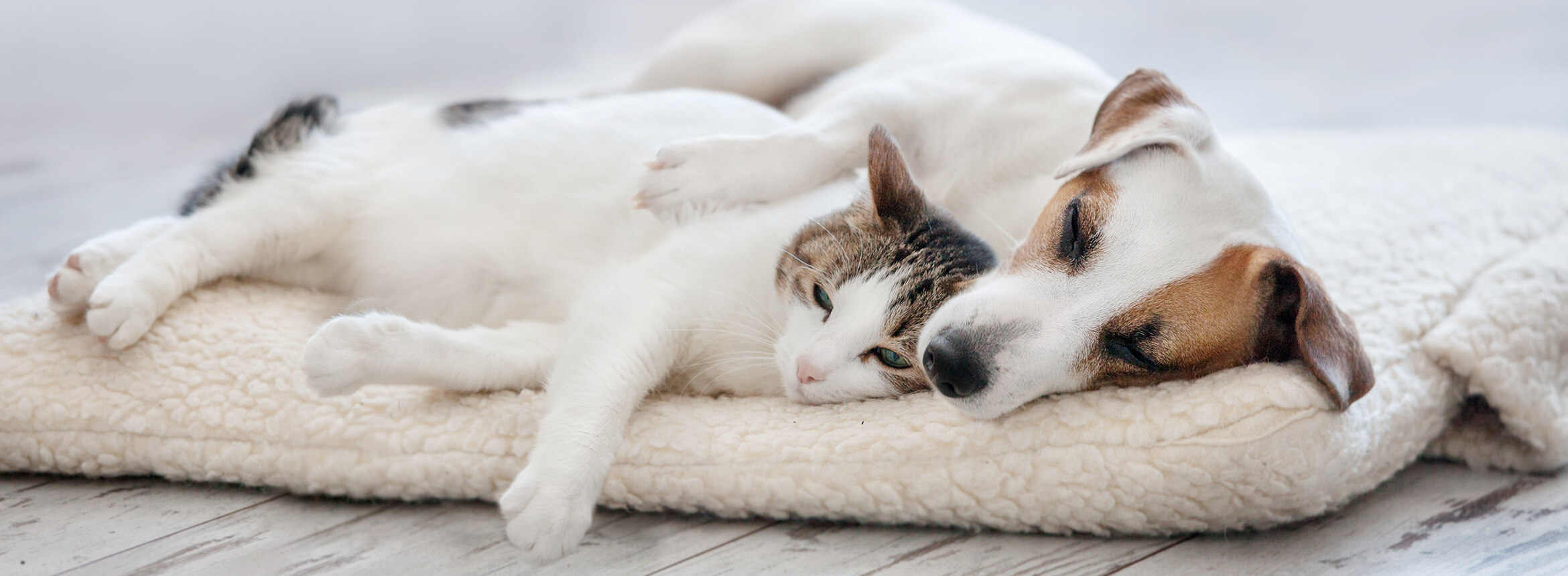 cat and dog napping together