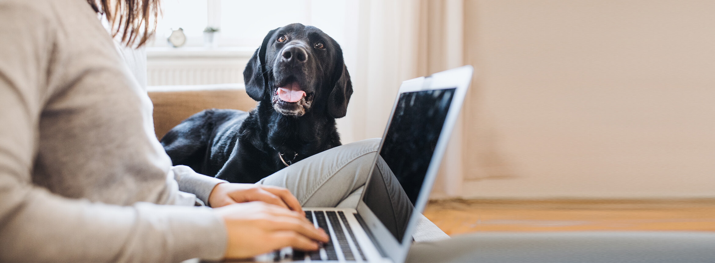 dog laying on couch next to a woman using a laptop