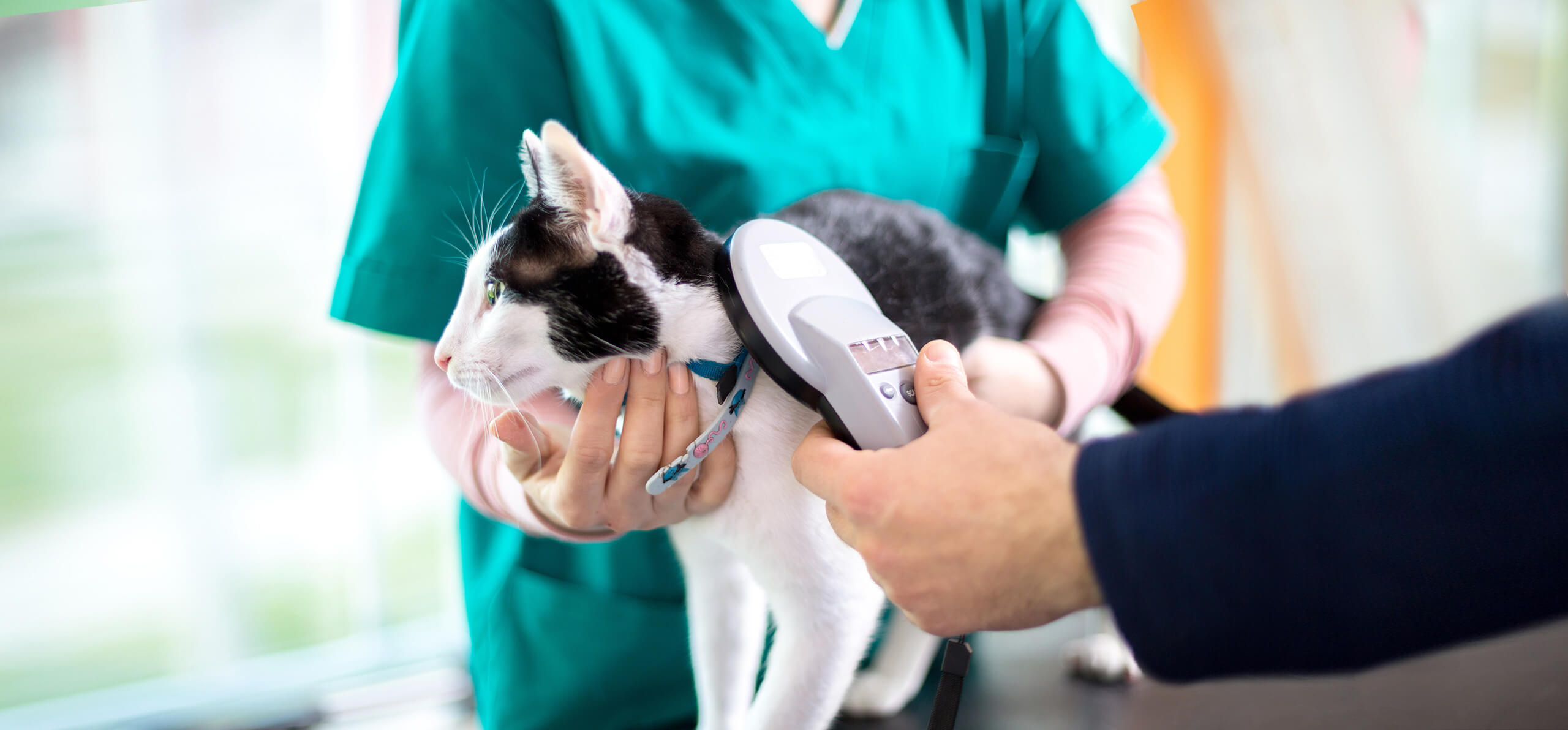 cat getting microchip tested