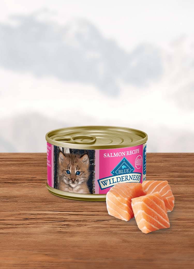 Salmon kitten food sale