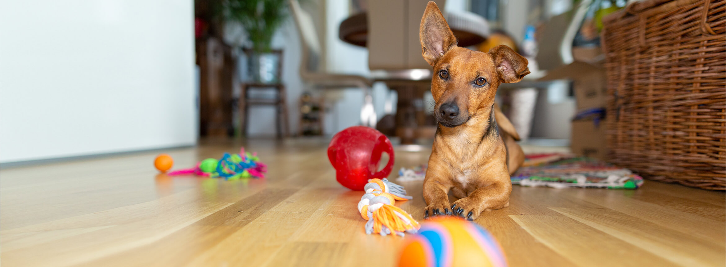 Indoor dog toys best sale