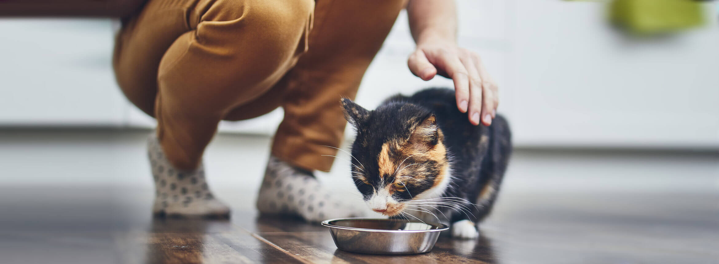 How to Care for Your Cat s Sensitive Stomach