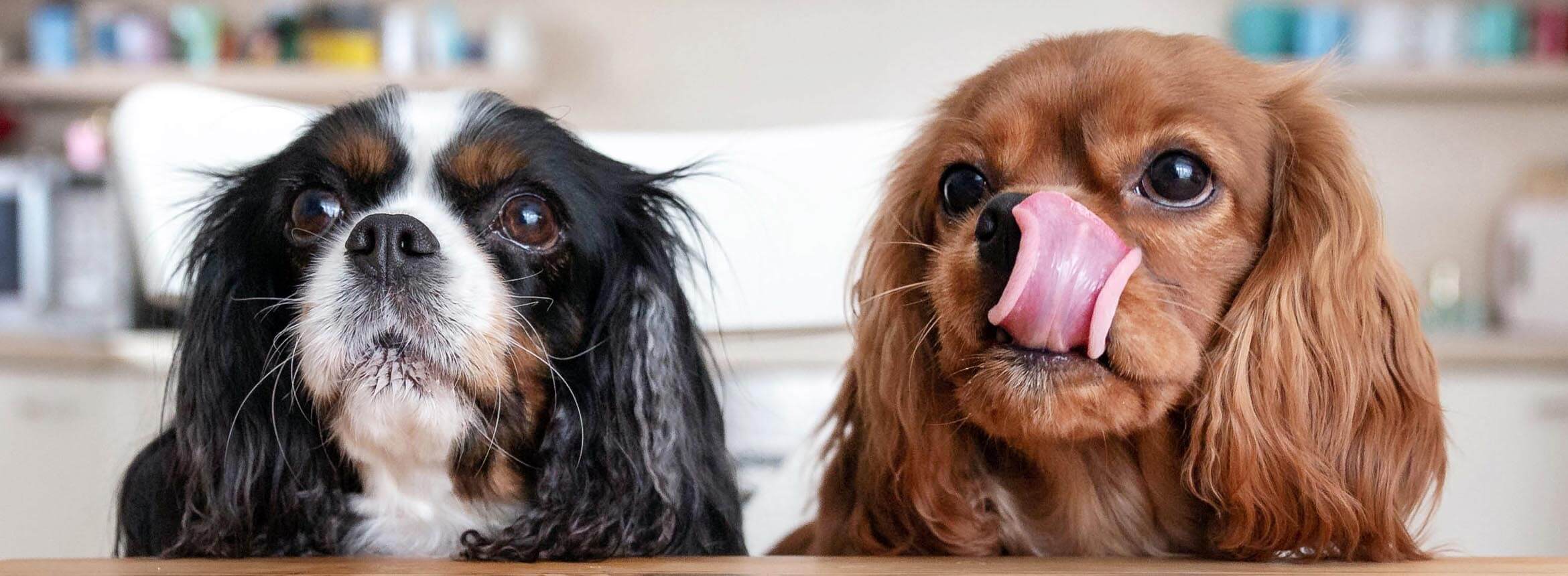 Smartest Dog Breeds And Their Training Potential: Unleash Genius