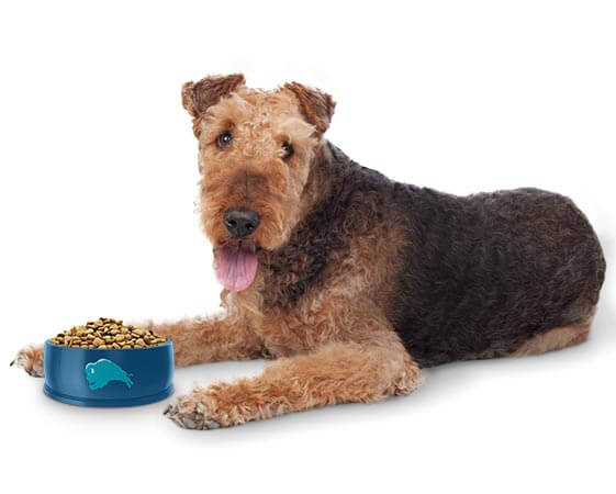 A terrier lies next to a blue bowl filled with dog food, looking toward the camera with its tongue out.