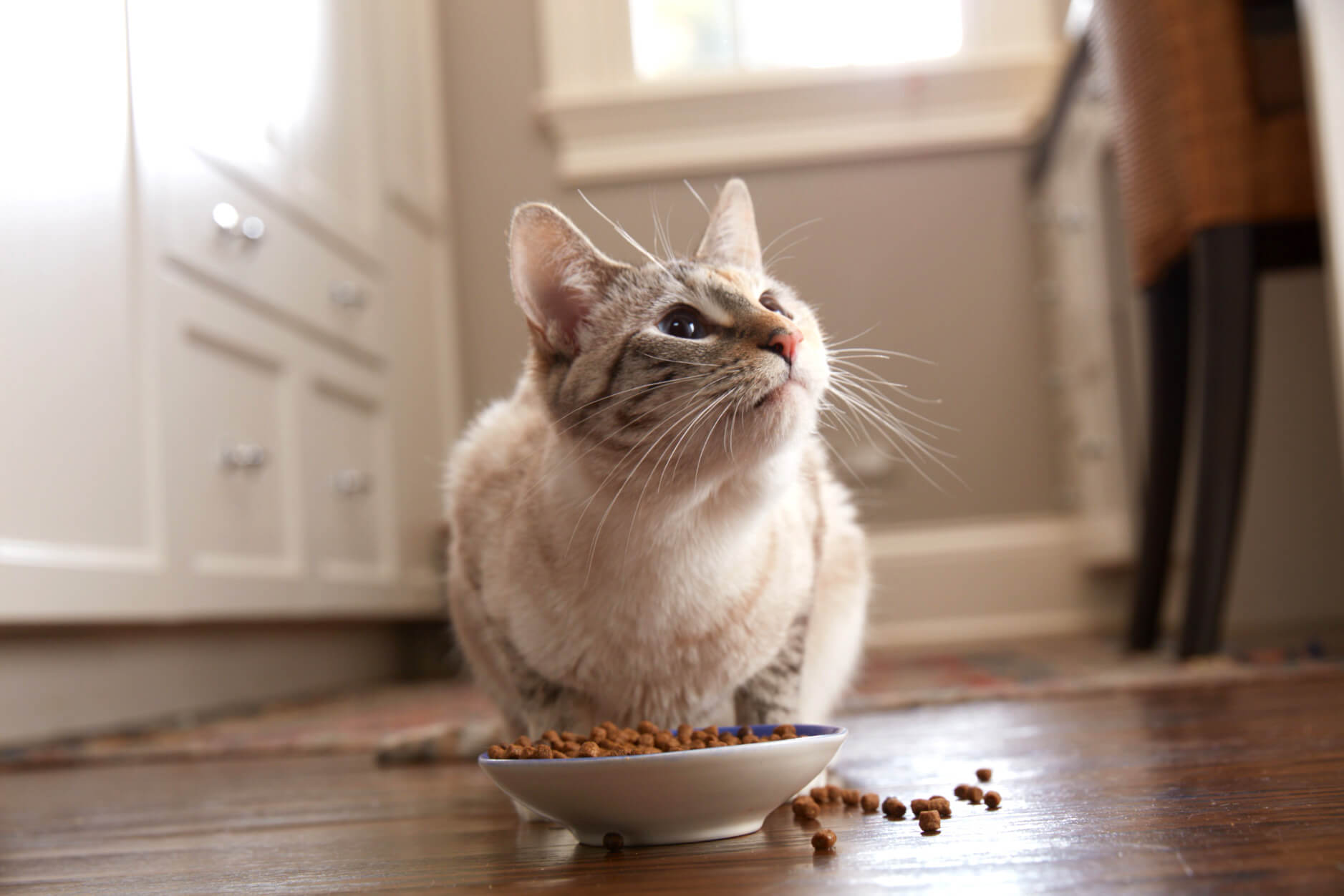 Cat looking up while sitting near a bowl of dry food on a wooden floor in a kitchen.