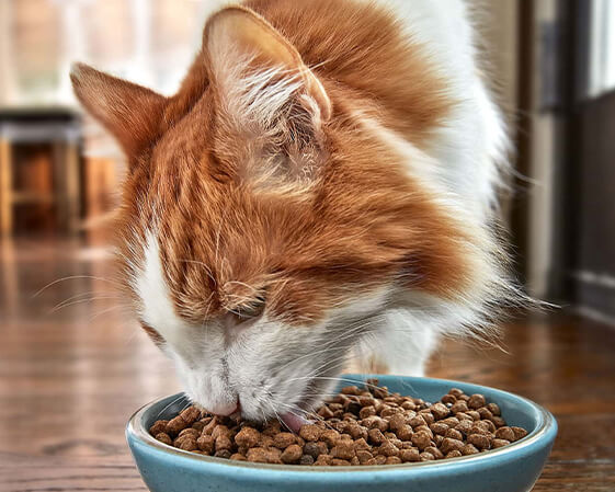 A cat with BB product