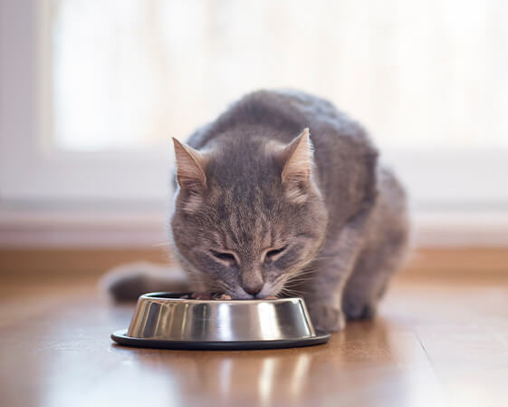 Gray cat eating from a stainless steel bowl on a wooden floor, with a bright window in the background.