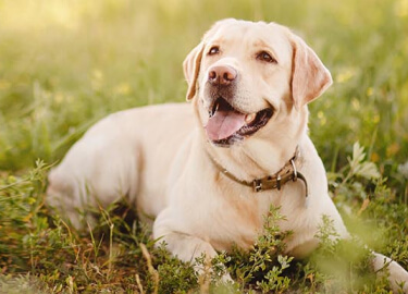 dog sitting in field