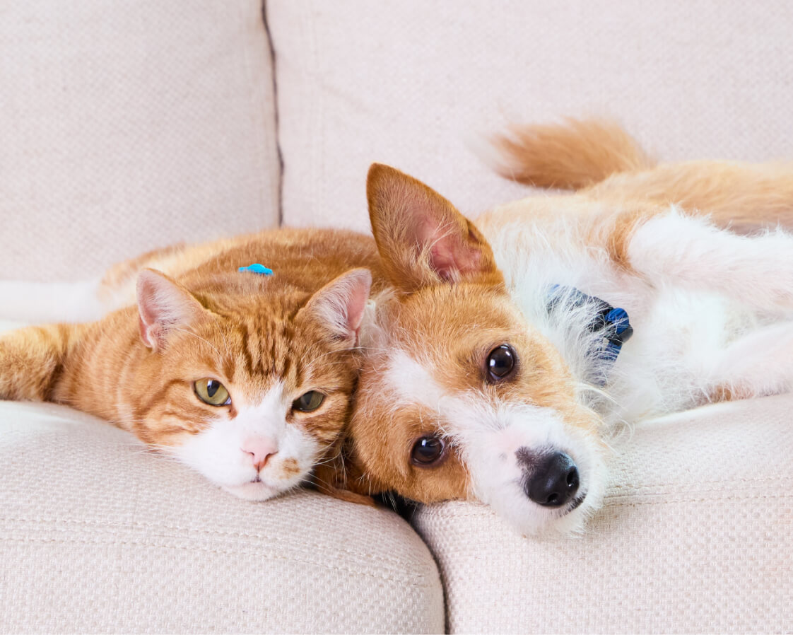 A cat and dog lying on a couch