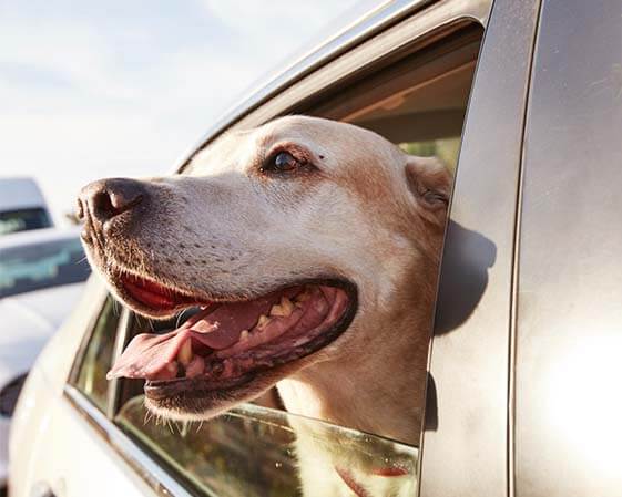 dog with head out window