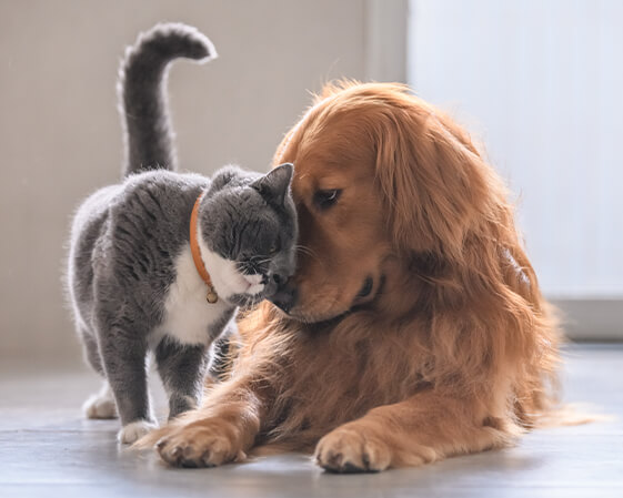 Cat and Dog