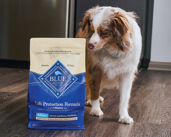 Pet with a BB product